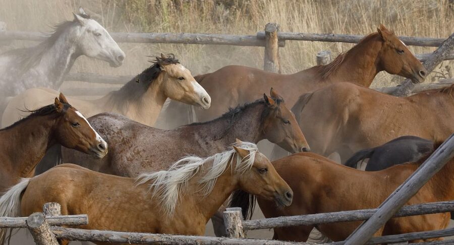 Jackson Hole: Bridger-Teton National Forest Horseback Ride - The views are worth the drive from Jackson