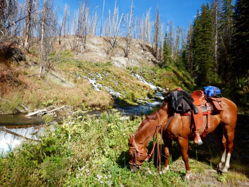 Jackson Hole: Dinner Cookout & Bridger-Teton Horseback Ride - A calm introduction for first-time riders