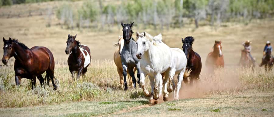 Jackson Hole: Teton View Guided Horseback Ride with Lunch - What the $495 price means