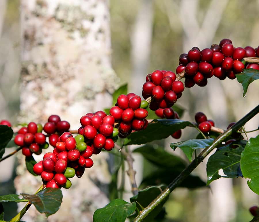 Jardín: Horseback Ride with Coffee Villa and Waterfall - Key points at a glance