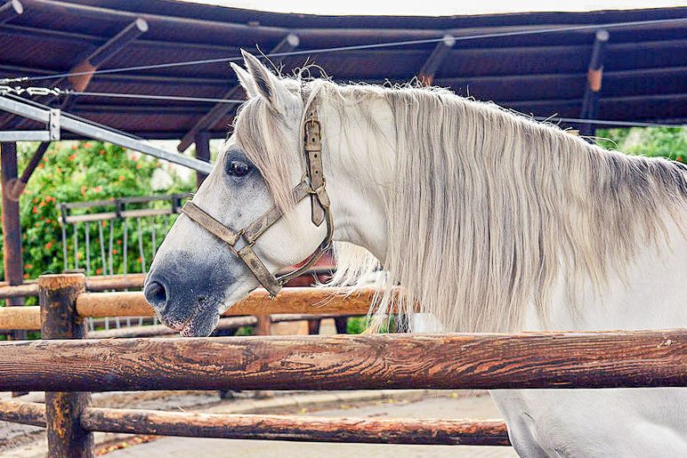 Jerez: Royal Andalusian School of Equestrian Art Admission - See saddles and harnesses being repaired
