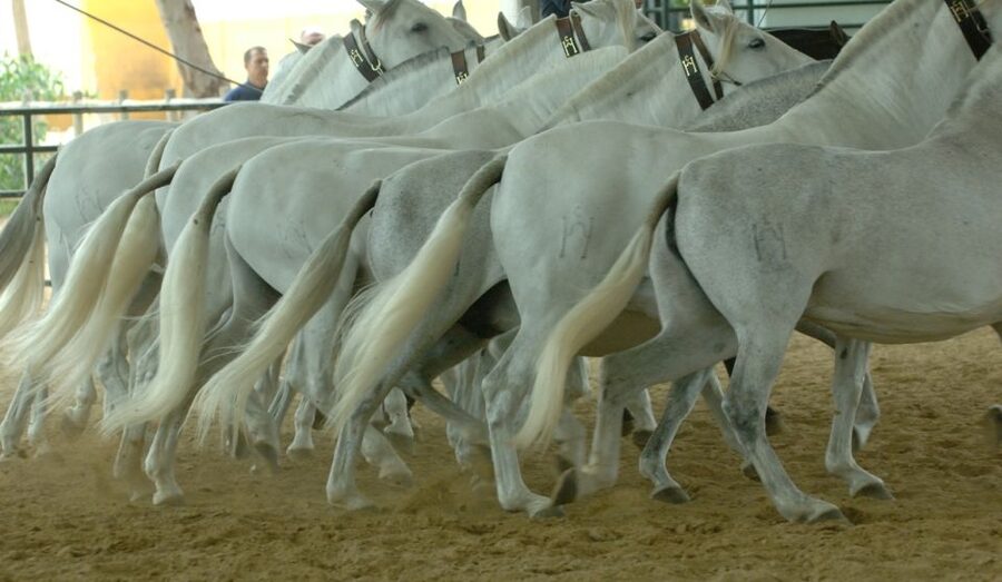 Jerez: Yeguada de la Cartuja Carthusian Horses Tour - Should you book Yeguada de la Cartuja?