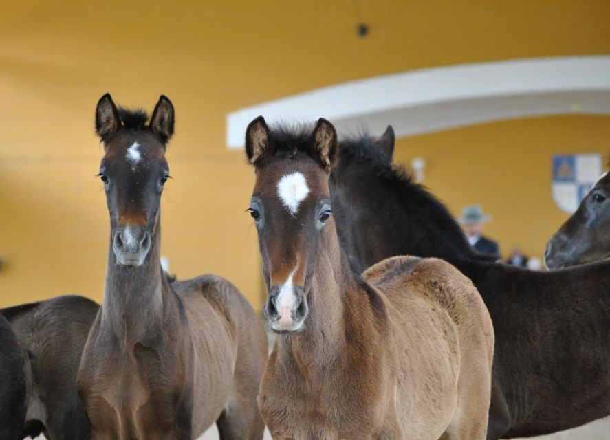 Jerez: Yeguada de la Cartuja Carthusian Horses Tour - Why the Carthusian horses matter in Jerez