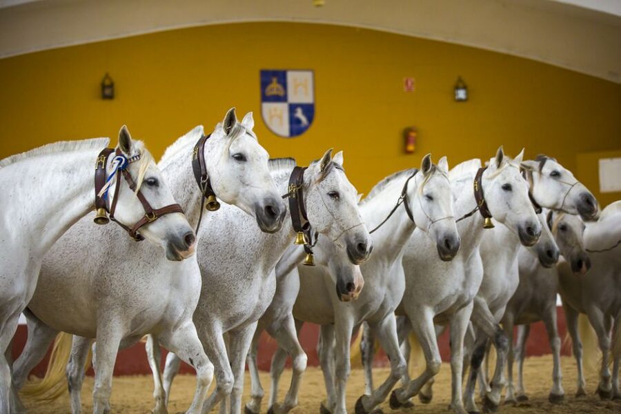 Jerez: Yeguada de la Cartuja Carthusian Horses Tour - The arena show and its hour of dressage