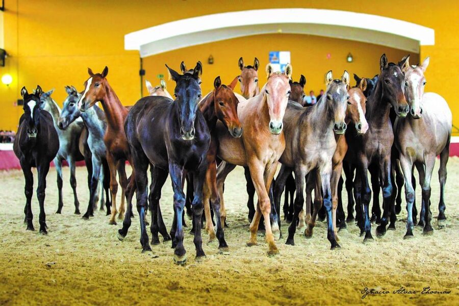Jerez: Yeguada de la Cartuja Carthusian Horses Tour - Is the $22 price good value?