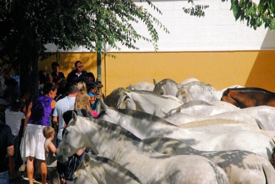 Jerez: Yeguada de la Cartuja Carthusian Horses Tour - Language, access, and practical comfort
