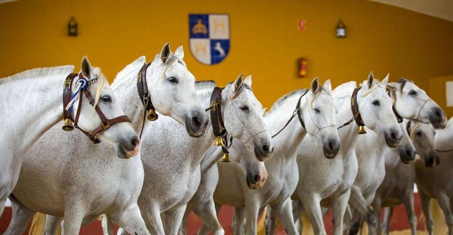 Jerez: Yeguada de la Cartuja Carthusian Horses Tour - The farm tour: foals, mares, and stallions