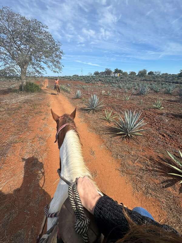 Jungle and beach horseback ride + lunch + mezcal - Should you book the Mr. Lionso Ranch experience?