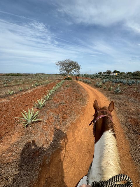 Jungle and beach horseback ride + lunch + mezcal - Timing, languages, and cancellation
