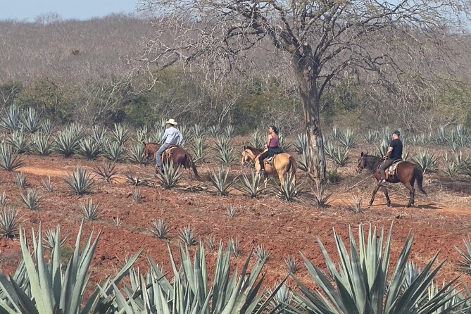 Jungle and Beach Horseback ride Tour in Pacific Coast - What the $90 price really covers