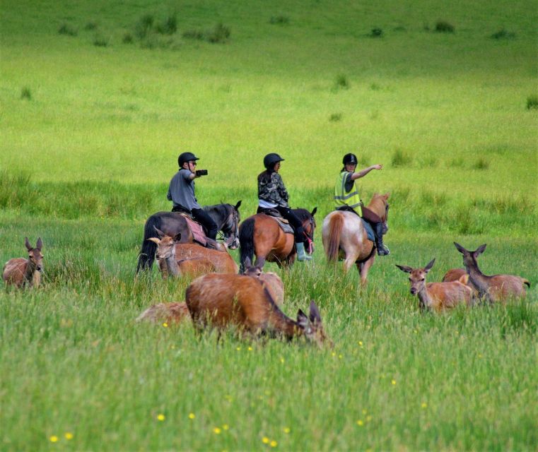 Kerry: Guided Horse Riding Tour in Killarney National Park - Key points before you book