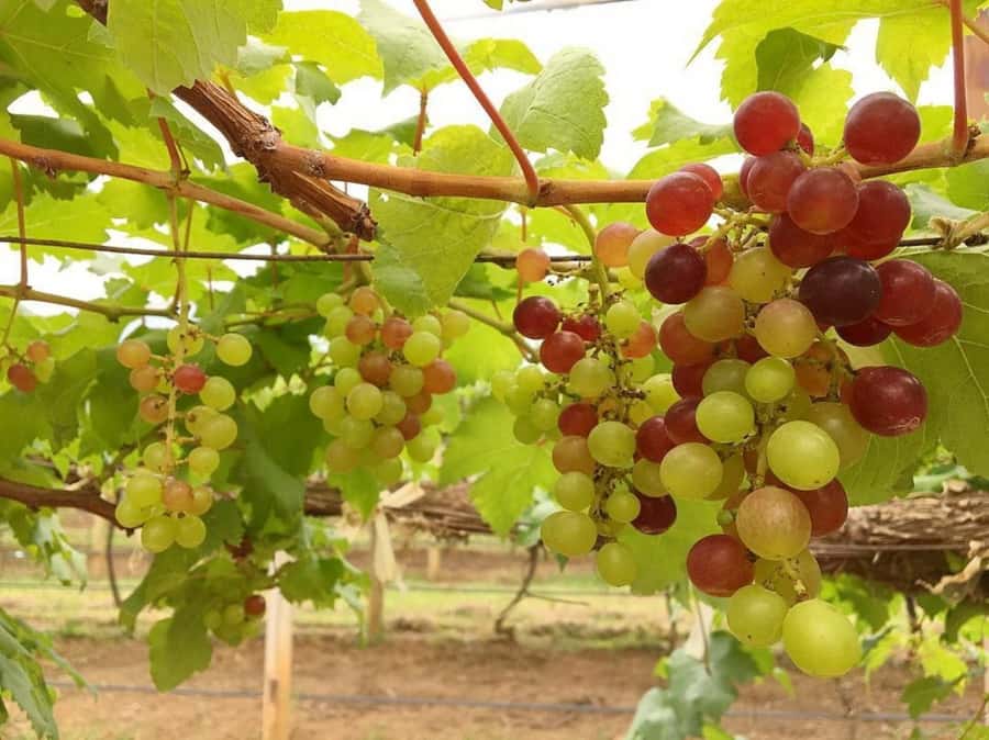 Khao Yai Vineyard Tasting Tour & Horse Farm Visit - Who will enjoy this tour most