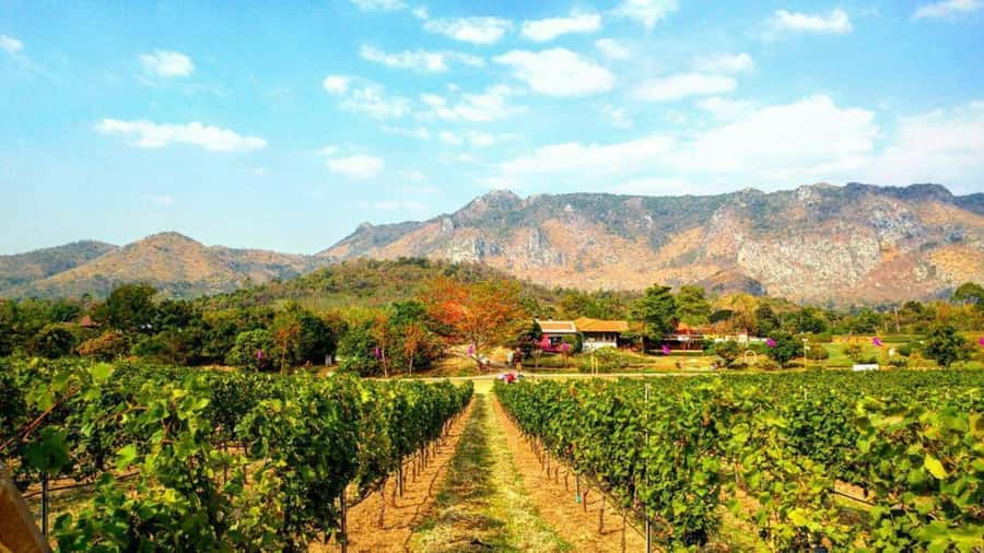 Khao Yai Vineyard Tasting Tour & Horse Farm Visit - Why this Bangkok day trip works
