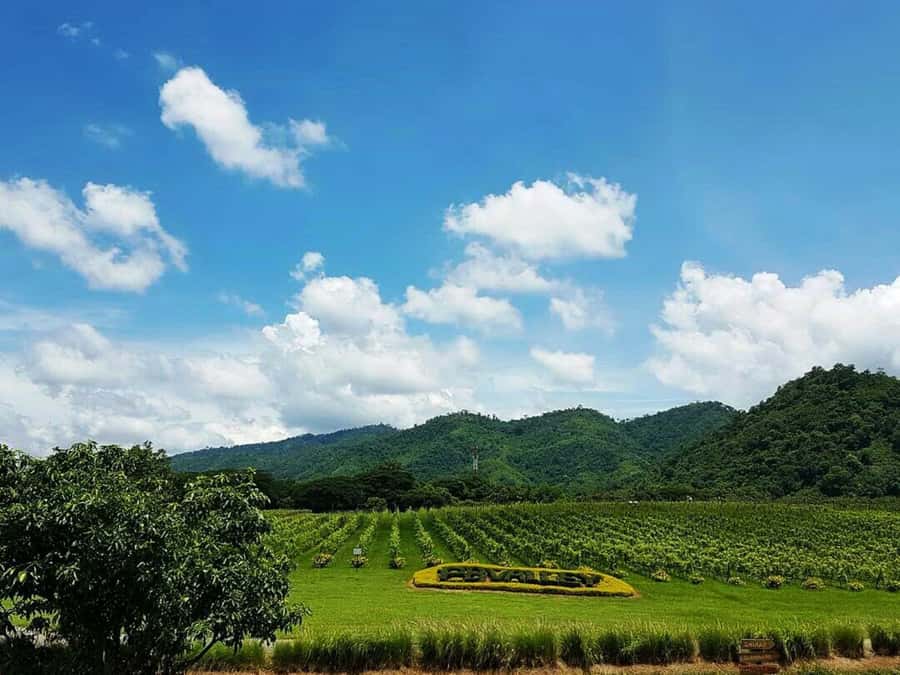 Khao Yai Vineyard Tasting Tour & Horse Farm Visit - PB Valley and its 1,000-acre vineyard