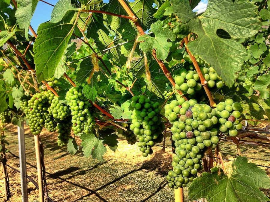 Khao Yai Vineyard Tasting Tour & Horse Farm Visit - The Thai wine tasting