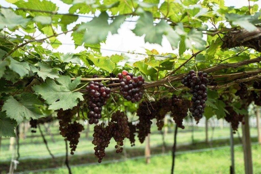 Khao Yai Vineyard Tasting Tour & Horse Farm Visit - Lunch at The Great Hornbill Restaurant