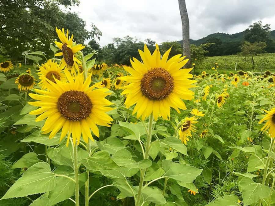 Khao Yai Vineyard Tasting Tour & Horse Farm Visit - The horse farm in Pak Chong