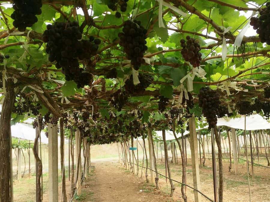Khao Yai Vineyard Tasting Tour & Horse Farm Visit - Timing, comfort, and what to bring
