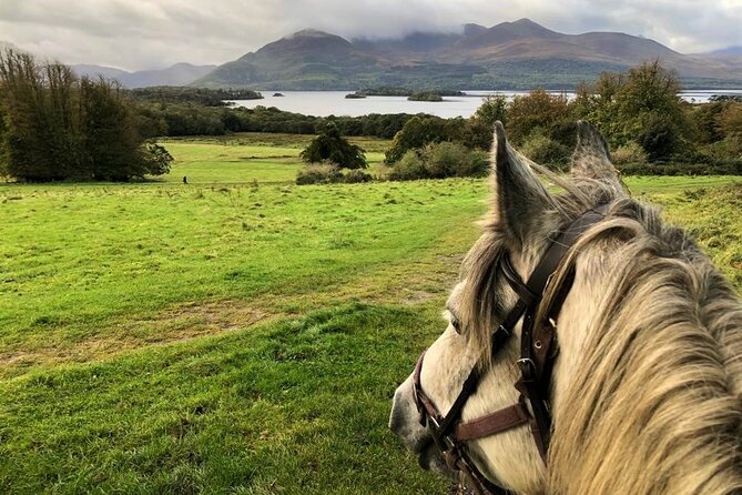 Killarney National Park Horseback Ride. Co Kerry. Guided. 1 hour. - One hour through Killarney National Park