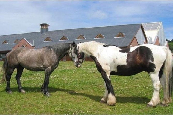Killarney National Park Horseback Ride. Co Kerry. Guided. 2 hours. - Is $213.60 a fair price?