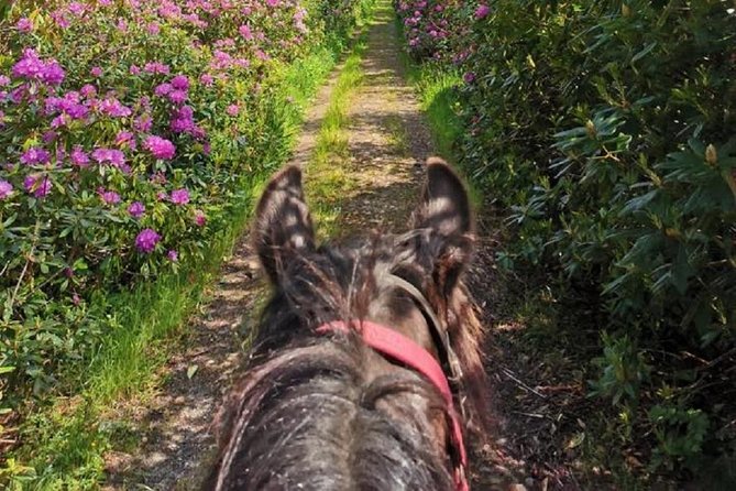 Killarney National Park Horseback Ride. Co Kerry. Guided. 2 hours. - Practical details before you book