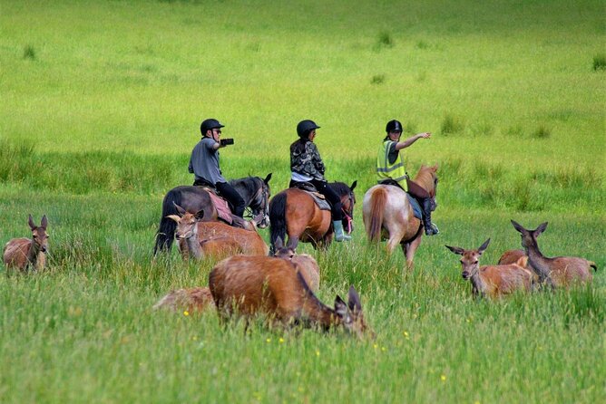 Killarney National Park Horseback Ride. Co Kerry. Guided. 3 hours. - Riding into Killarney National Park