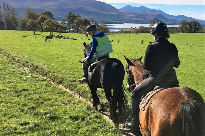 Killarney National Park Horseback Ride. Co Kerry. Guided. 3 hours. - The guides and the feel of the stable
