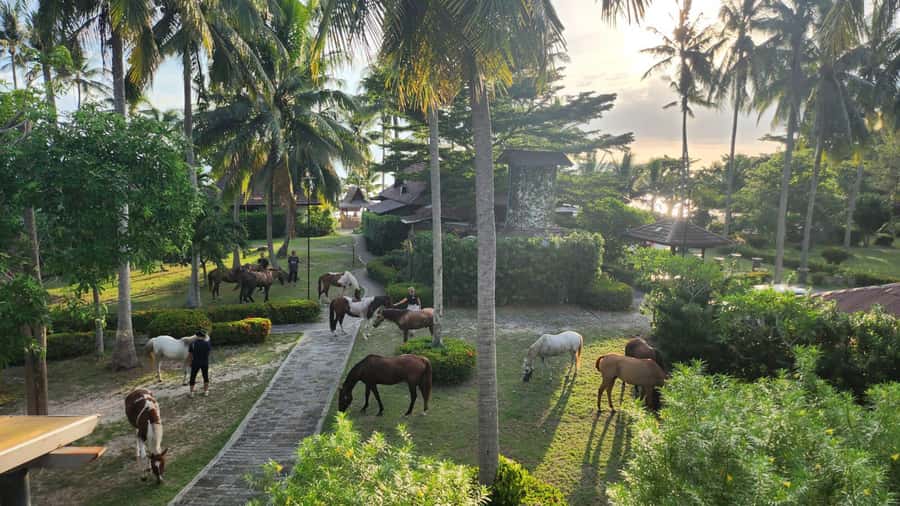Koh Samui Horse Riding & Beach Trails - Should you book Koh Samui Horse Riding and Beach Trails?