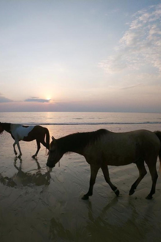 Koh Samui: Sunset Trail Horse Riding on The Beach - Getting to the office and back