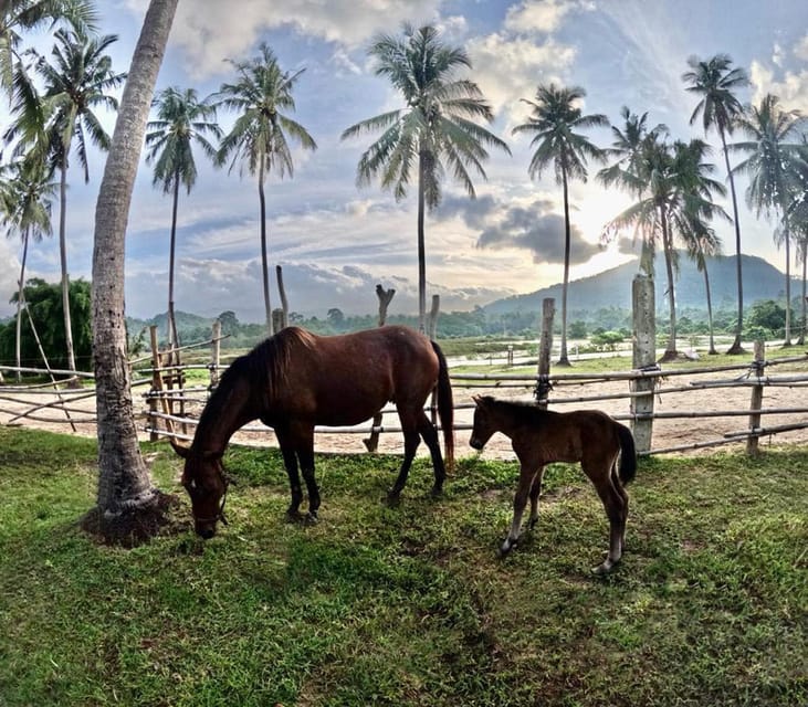 Koh Samui: Sunset Trail Horse Riding on The Beach - What experienced riders should know