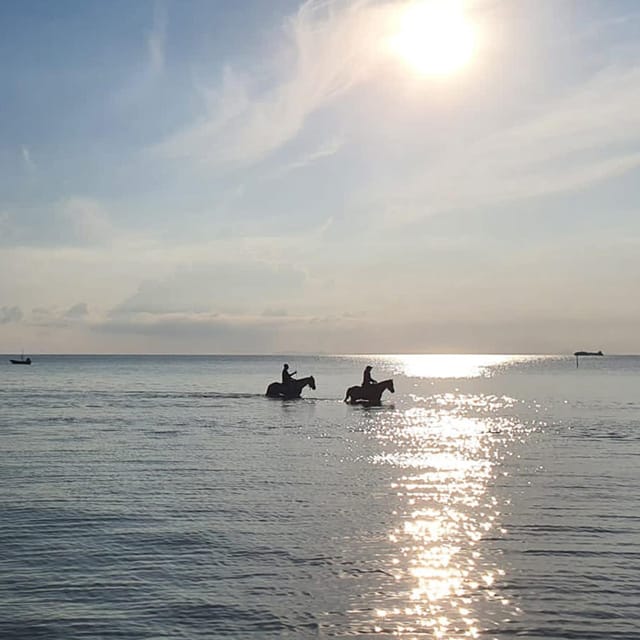 Koh Samui: Sunset Trail Horse Riding on The Beach - The horses are central to the experience