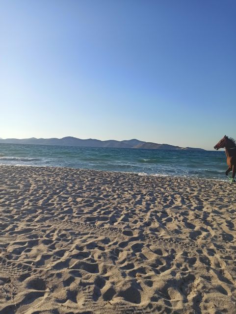 Kos: Horse Riding Experience on the Beach with Instructor - Calm Horses and Careful Matching