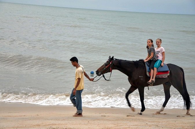 Krabi Horse Riding at Ao Nam Mao Beach - Horses, handlers, and animal welfare