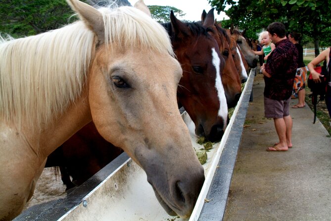 Kualoa Ranch - Horseback Walking Tour - Meeting the horses and getting ready
