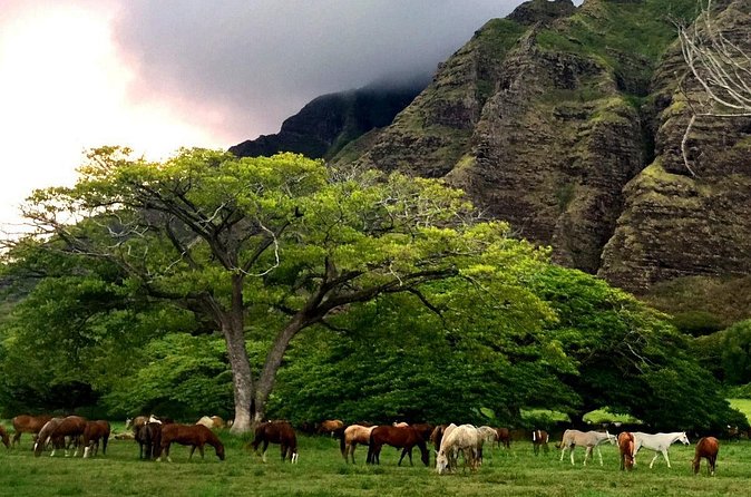 Kualoa Ranch - Horseback Walking Tour - What the two hours feel like