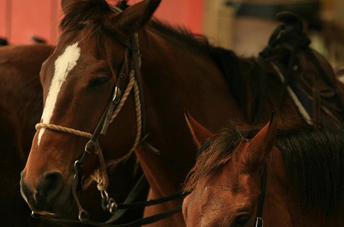 Kualoa Ranch - Horseback Walking Tour - Weather, cancellations, and the practical fine print