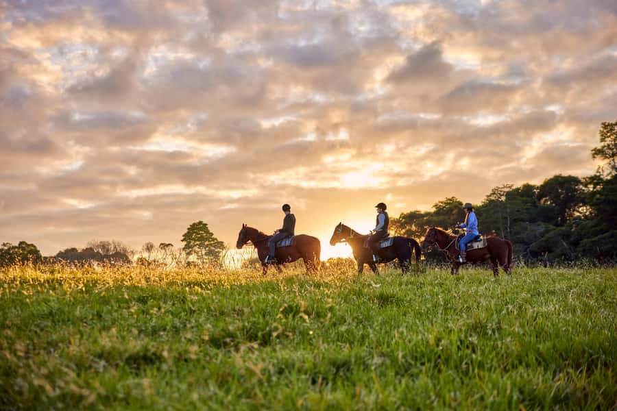 Kuranda: 60 minute Guided Horse Trail Ride & Petting Farm - A gentle ride at a working cattle farm