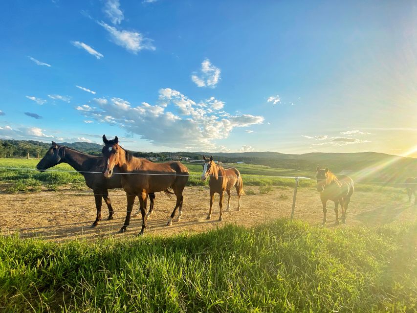 Kuranda: 60 minute Guided Horse Trail Ride & Petting Farm - The strongest parts of the experience