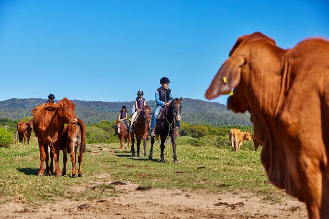 Kuranda 60 minute Horse Trail Ride and Petting Farm - Timing, weather, and cancellation