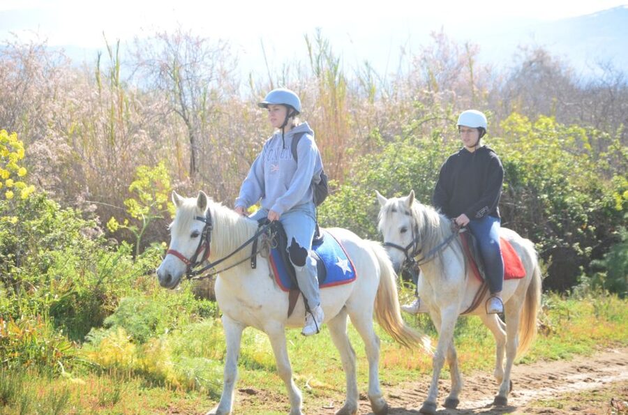 Kusadasi: Beach and Forest Horse Riding Tour - The Pine Forest and Olive Groves