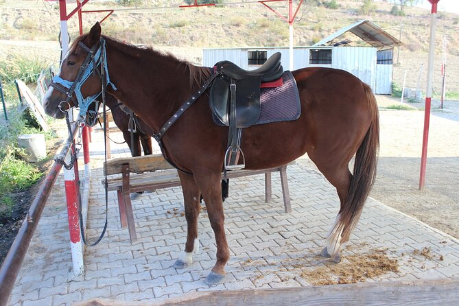 Kusadasi Horse Riding Beach and Forest options with Transfer - A horse ride beyond the Kusadasi waterfront