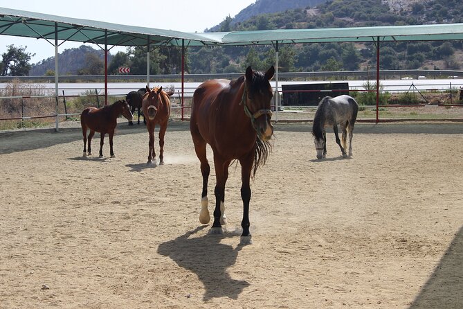 Kusadasi Horse Riding Beach and Forest options with Transfer - What happens from 9:30 am pickup onward