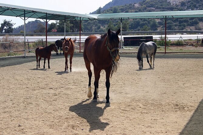 Kusadasi Horse Riding On Beach And Through The River - The final bay and the option to swim