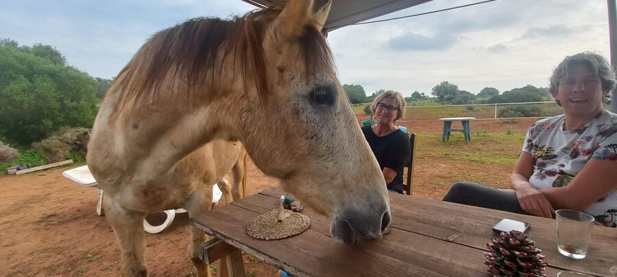 Lagos: A walk with a rescued horse at the sanctuary - Sakshin, Volunteers, and the Horses’ Stories