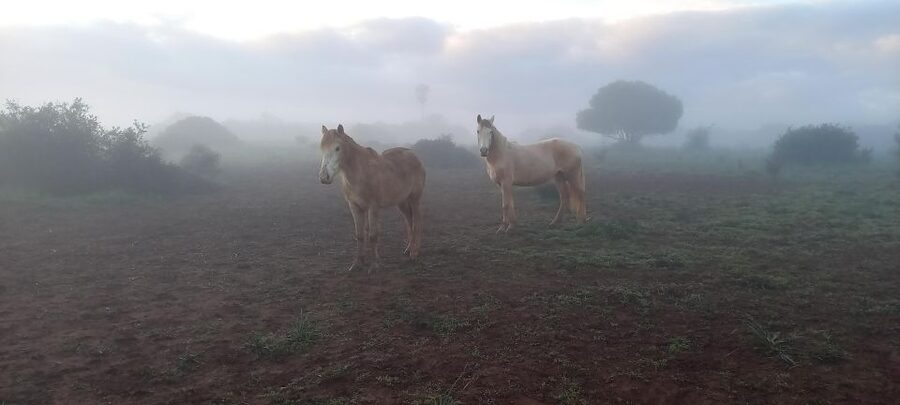 Lagos: A walk with a rescued horse at the sanctuary - Mindfulness in the South-West Algarve
