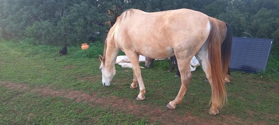Lagos: A walk with a rescued horse at the sanctuary - Languages, Timing, and Physical Access