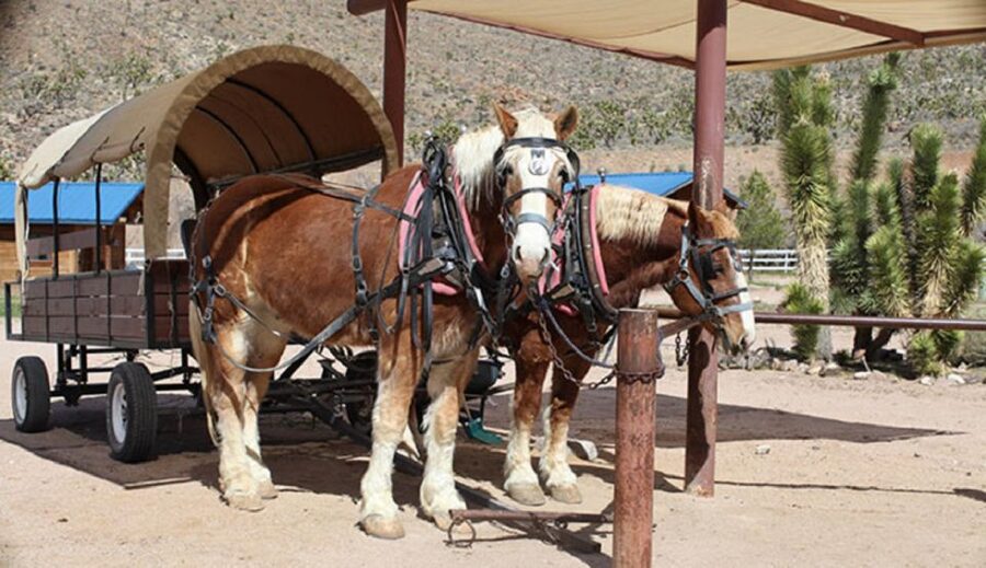 Las Vegas: Grand Canyon Ranch Tour with Horseback/Wagon Ride - Choosing between horseback and covered wagon