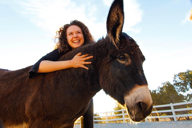 Leadership & Mindfulness Retreat with Horses - Individual & Group - A gentle start for nervous beginners