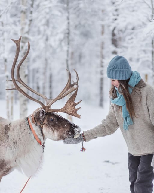 Levi: Horse and Husky Farm Visit with Juice and Cookies - Meeting Lapland’s working animals