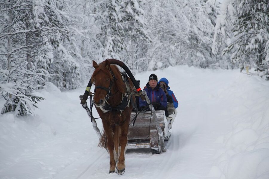 Levi, Polar Lights Tours: One Horse Open Sleigh Ride - Key points to know before you book